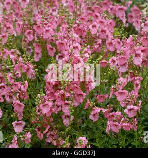 Diascia barberae - `Ruby Field' AGM   ALP051343 Stock Photo